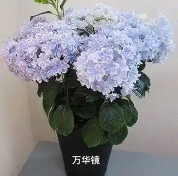 绣球花图片(绣球花多少钱一盆)插图22