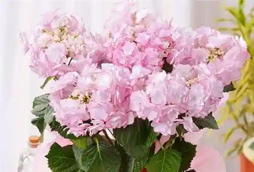 绣球花图片(绣球花多少钱一盆)插图62