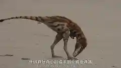 史前星球阵容搭配图表最新(走开外星人最强阵容)插图23