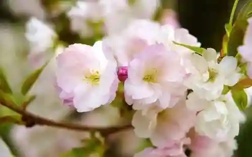 三里桃花不及卿(十里桃花后面一句是什么)插图5 三里桃花不及卿(十里桃花后面一句是什么)插图5