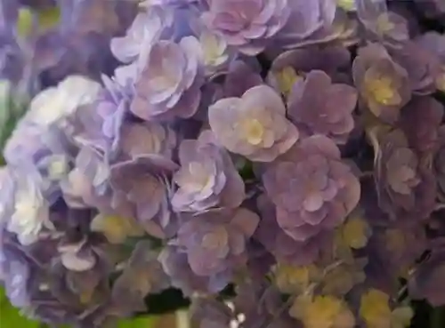 绣球花图片(绣球花多少钱一盆)插图51
