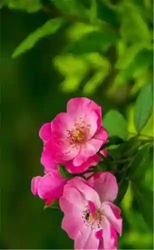 超好看的手机壁纸图片(手机壁纸图片女生专用)插图94 超好看的手机壁纸图片(手机壁纸图片女生专用)插图94