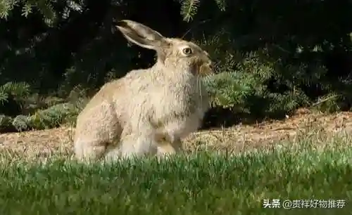 巨型兔子吃人图片(养兔子的技术)