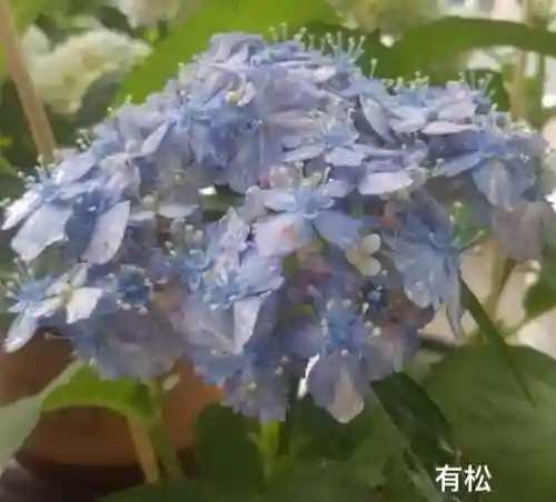 绣球花图片(绣球花多少钱一盆)插图66