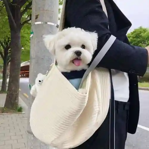 马尔济斯犬(马尔济斯犬适合哪些人饲养)插图4