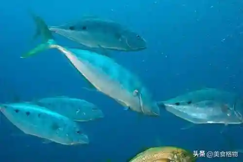 5种公认最好吃的海鱼(最好吃海鱼排名)