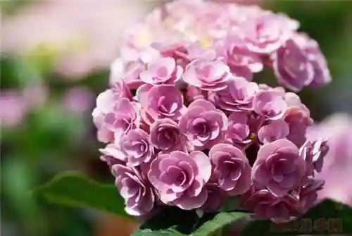 绣球花图片(绣球花多少钱一盆)插图36
