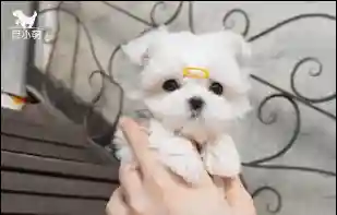 马尔济斯犬(马尔济斯犬适合哪些人饲养)插图10