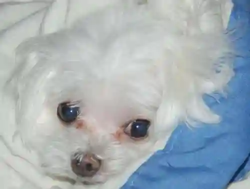 马尔济斯犬(马尔济斯犬适合哪些人饲养)插图6