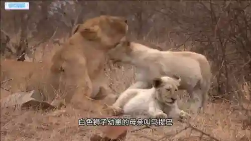 母狮打猎最新阵容搭配图(新版本狮子带什么配件)插图1