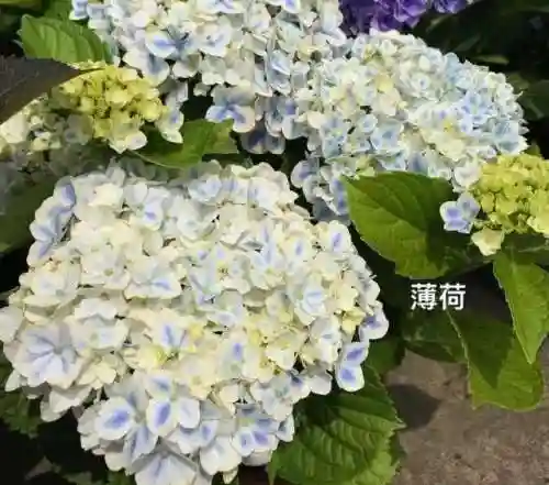 绣球花图片(绣球花多少钱一盆)插图28