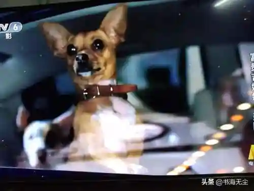 龙妈加狗子阵容搭配(云顶之弈奶妈主c阵容)插图8
