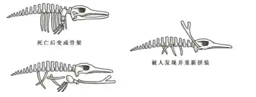 中国最后一只龙死在哪(世界上最后一只龙 真龙)插图14