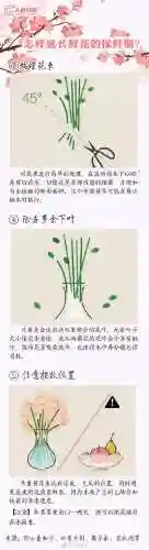 所有花语大全(花语经典语录)插图8
