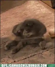 逗猫神器推荐阵容搭配(逗猫神器app)插图4