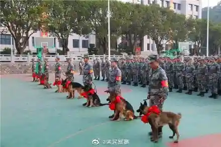东部战区军犬阵容搭配最新(什么兵配军犬)插图2