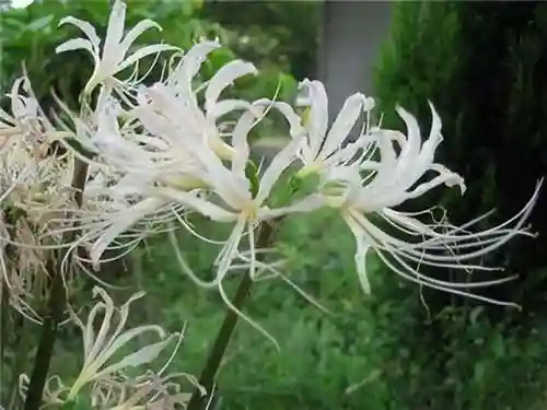 彼岸花是国家几级保护花(摘了彼岸花要坐牢吗)插图5