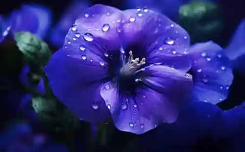 紫罗兰的花语(紫罗兰有啥寓意)插图2
