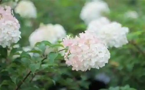 绣球花图片(绣球花多少钱一盆)插图92