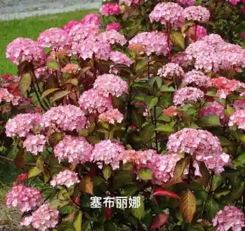 绣球花图片(绣球花多少钱一盆)插图24