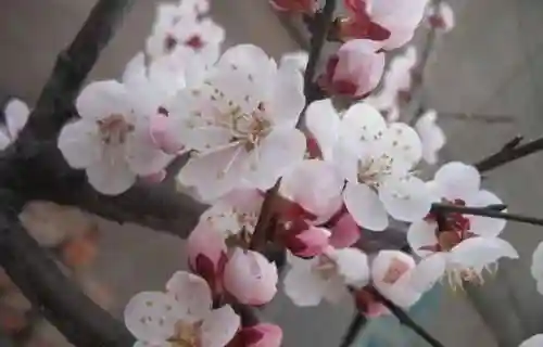 三里桃花不及卿(十里桃花后面一句是什么)插图7 三里桃花不及卿(十里桃花后面一句是什么)插图7