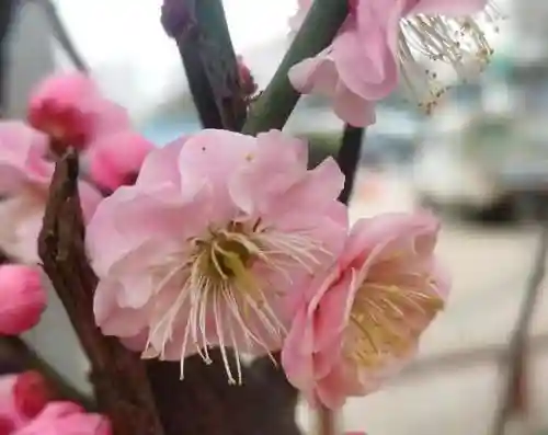 山水澄辉阵容怎么搭配(山海镜花t0阵容)插图19 山水澄辉阵容怎么搭配(山海镜花t0阵容)插图19