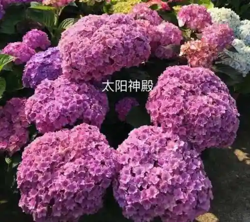 绣球花图片(绣球花多少钱一盆)插图30