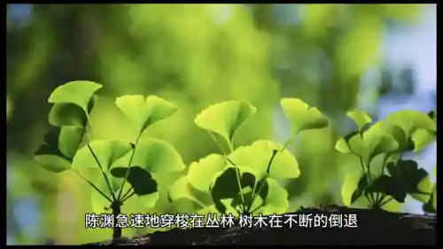 特战之王阵容搭配图(魔法无敌最强阵容)