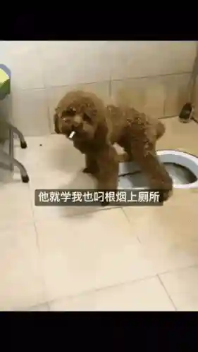 高老庄竞技阵容搭配推荐(大战魂阵容搭配攻略)插图14