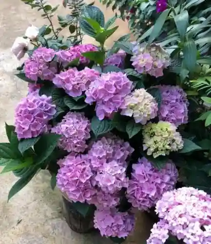绣球花图片(绣球花多少钱一盆)插图3