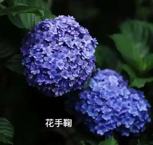 绣球花图片(绣球花多少钱一盆)插图17