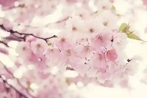三里桃花不及卿(十里桃花后面一句是什么)插图4 三里桃花不及卿(十里桃花后面一句是什么)插图4