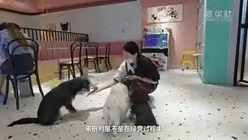 逗逗宠阵容搭配攻略图(口袋喵喵最强阵容搭配)
