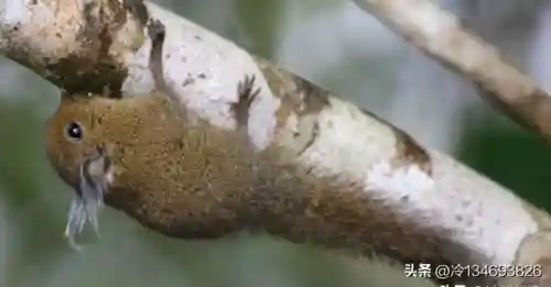 动物之战袋鼠最强阵容搭配(动物大联盟伤害最高搭配)插图21