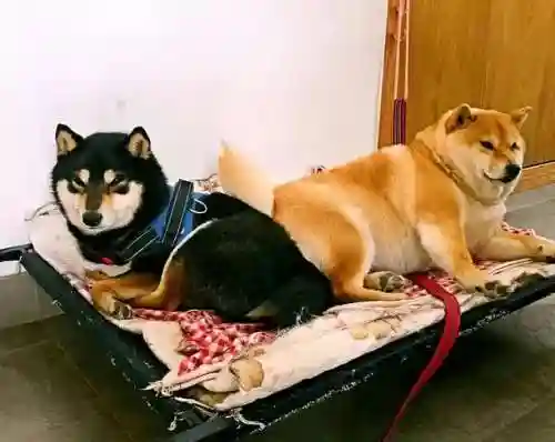 柴犬大部队阵容搭配(部落冲突阵容推荐)插图18