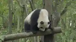 吉祥物打工阵容搭配(恭喜发财什么阵容厉害)插图25