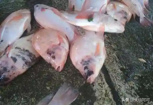 100种海洋鱼类名称大全(海水鱼类大全图册)插图7