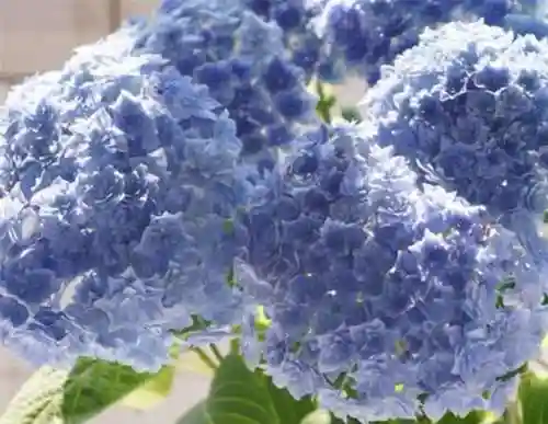 绣球花图片(绣球花多少钱一盆)插图72