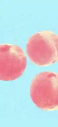 水蜜桃图片大全唯美壁纸(桃子壁纸软件下载)插图62