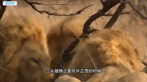 母狮打猎最新阵容搭配图(新版本狮子带什么配件)插图2