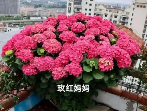 绣球花图片(绣球花多少钱一盆)