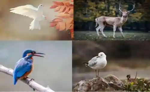 两张图片无缝合成一张(能将两张照片合在一起的软件)插图1