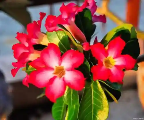最惊艳的花语(花语是未来可期的花)插图5