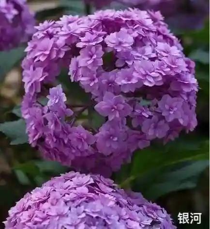 绣球花图片(绣球花多少钱一盆)插图32