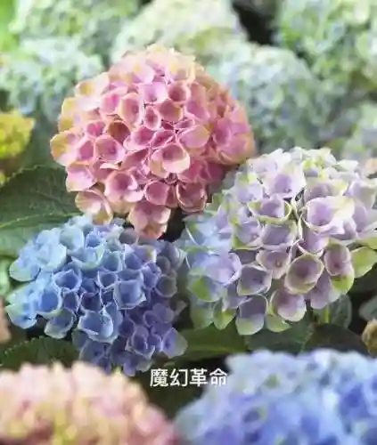 绣球花图片(绣球花多少钱一盆)插图9