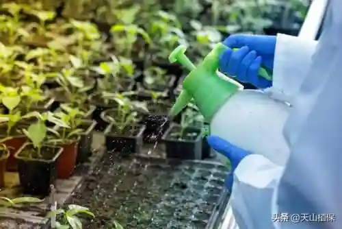 植物大战僵尸消毒阵容搭配(植物僵尸最强阵容)插图3