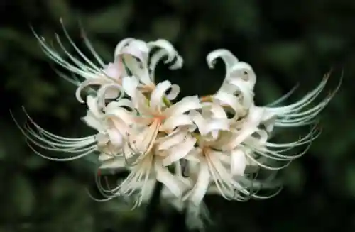 彼岸花是国家几级保护花(摘了彼岸花要坐牢吗)插图17
