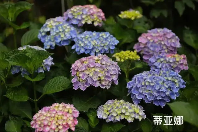 绣球花图片(绣球花多少钱一盆)插图43