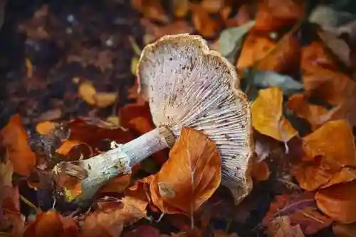 毒蘑菇怪兽(老鼠怪兽)