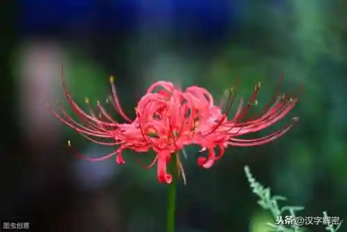 曼珠沙华的花语(彼岸花的经典一句短句)插图4